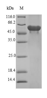 Greater than 90% as determined by SDS-PAGE.Recombinant Human F-Box Only Protein 2 (FBXO2) Protein (GST)