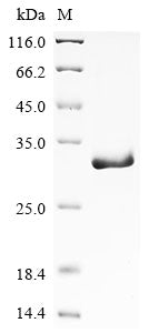 Greater than 90% as determined by SDS-PAGE.