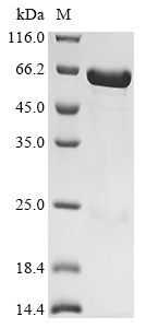 Greater than 90% as determined by SDS-PAGE.