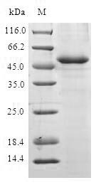 Greater than 90% as determined by SDS-PAGE.Recombinant Human Anaphase-Promoting Complex Subunit 10 (ANAPC10) Protein (GST)