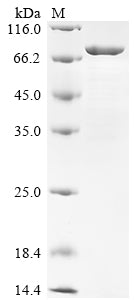 Greater than 85% as determined by SDS-PAGE.