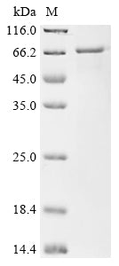 Greater than 90% as determined by SDS-PAGE.