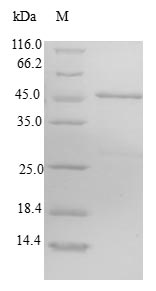 Greater than 90% as determined by SDS-PAGE.Recombinant Human Cysteine-Rich Hydrophobic Domain 2 Protein (CHIC2) Protein (GST)