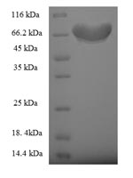 Greater than 90% as determined by SDS-PAGE.