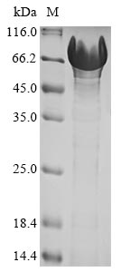 Greater than 85% as determined by SDS-PAGE.Recombinant Human Ubiquilin-1 (UBQLN1) Protein (His&Myc)