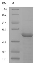 Greater than 90% as determined by SDS-PAGE.