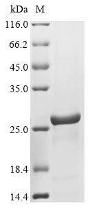 Greater than 90% as determined by SDS-PAGE.