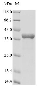 Greater than 90% as determined by SDS-PAGE.Recombinant Drosophila Melanogaster Pro-Resilin (RESILIN) Protein (His&Myc)