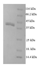 Greater than 90% as determined by SDS-PAGE.