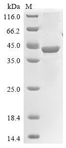 Greater than 90% as determined by SDS-PAGE.