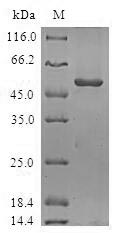 Greater than 90% as determined by SDS-PAGE.Recombinant Human Origin Recognition Complex Subunit 6 (ORC6) Protein (GST)