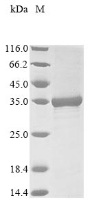 Greater than 85% as determined by SDS-PAGE.Recombinant Thermotoga Maritima 5-Keto-L-Gluconate Epimerase (IOLO) Protein (His&Myc)