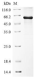 Greater than 85% as determined by SDS-PAGE.