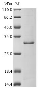 Greater than 85% as determined by SDS-PAGE.