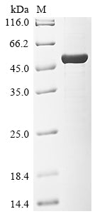 Greater than 85% as determined by SDS-PAGE.Recombinant Arabidopsis Thaliana Alpha-1,3-Mannosyl-Glycoprotein 2-Beta-N-Acetylglucosaminyltransferase (GNTI) Protein (His)
