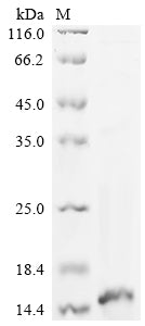 Greater than 90% as determined by SDS-PAGE.Recombinant Mesobuthus Martensii Beta-Insect Depressant Toxin Bmkita (BMKITA) Protein (His)