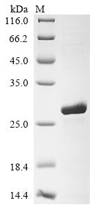 Greater than 90% as determined by SDS-PAGE.Recombinant Drosophila Melanogaster 28S Ribosomal Protein S10, Mitochondrial (MRPS10) Protein (His)