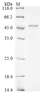 Greater than 85% as determined by SDS-PAGE.Recombinant Drosophila Melanogaster Cyclin-Dependent Kinase 12 (CDK12) Protein (His&Myc)