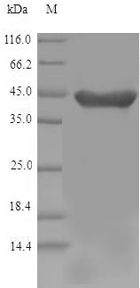 Greater than 90% as determined by SDS-PAGE.Recombinant Mouse 2-Hydroxyacid Oxidase 1 (HAO1) Protein (His)