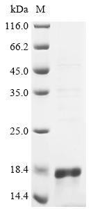 Greater than 90% as determined by SDS-PAGE.