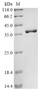 Greater than 90% as determined by SDS-PAGE.Recombinant Sesamum Indicum 11S Globulin Seed Storage Protein 2 Protein (His&Myc)