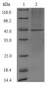 Greater than 90% as determined by SDS-PAGE.Recombinant Mouse Acid Ceramidase (ASAH1) Protein (His-GST&Myc)