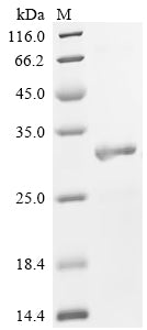 Greater than 90% as determined by SDS-PAGE.