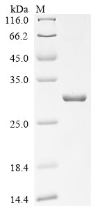 Greater than 90% as determined by SDS-PAGE.Recombinant Mouse Tolloid-Like Protein 2 (TLL2) Protein (His&Myc)