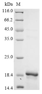 Greater than 90% as determined by SDS-PAGE.