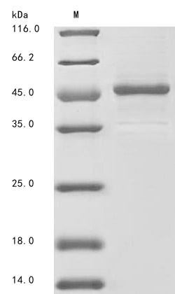 Greater than 85% as determined by SDS-PAGE.