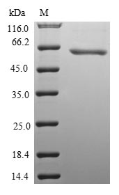 Greater than 90% as determined by SDS-PAGE.Recombinant Mouse Protein Wnt-8B (WNT8B) Protein (His-SUMO&Myc)