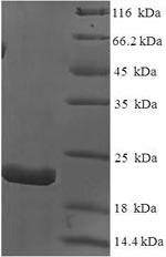 Greater than 90% as determined by SDS-PAGE.Recombinant Dog Interleukin-18 (IL18) Protein (His)