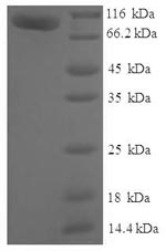 Greater than 90% as determined by SDS-PAGE.