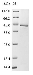 Greater than 85% as determined by SDS-PAGE.Recombinant Human Lipoyltransferase 1, Mitochondrial (LIPT1) Protein (His)