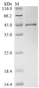 Greater than 90% as determined by SDS-PAGE.Recombinant Human Lipoyltransferase 1, Mitochondrial (LIPT1) Protein (His)