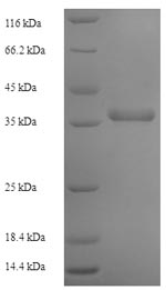 Greater than 90% as determined by SDS-PAGE.