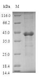Greater than 90% as determined by SDS-PAGE.Recombinant Human Ubiquitin-Conjugating Enzyme E2 D4 (UBE2D4) Protein (GST)