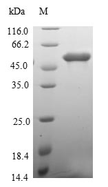 Greater than 90% as determined by SDS-PAGE.Recombinant Human Protein Memo1 (MEMO1) Protein (GST)