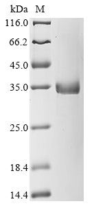 Greater than 90% as determined by SDS-PAGE.