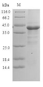 Greater than 90% as determined by SDS-PAGE.