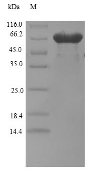Greater than 90% as determined by SDS-PAGE.Recombinant Human Eif5-Mimic Protein 1 (BZW2) Protein (GST), Active