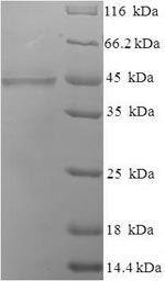 Greater than 90% as determined by SDS-PAGE.