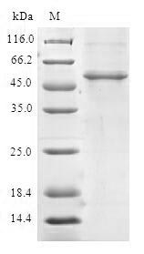 Greater than 90% as determined by SDS-PAGE.Recombinant Human Upf0568 Protein C14Orf166 (RTRAF) Protein (GST)