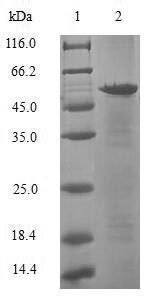 Greater than 90% as determined by SDS-PAGE.Recombinant Human Histone Chaperone Asf1A (ASF1A) Protein (GST)
