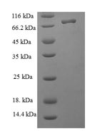 Greater than 90% as determined by SDS-PAGE.