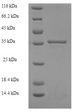 Greater than 90% as determined by SDS-PAGE.