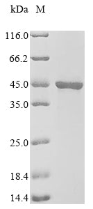 Greater than 90% as determined by SDS-PAGE.Recombinant Human Protein Vprbp (DCAF1) Protein (His)