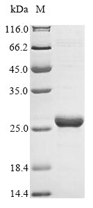 Greater than 90% as determined by SDS-PAGE.Recombinant Human O-Acetyl-Adp-Ribose Deacetylase 1 (OARD1) Protein (His&Myc)