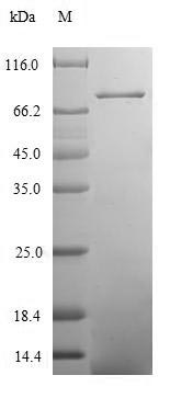 Greater than 90% as determined by SDS-PAGE.