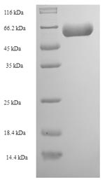 Greater than 90% as determined by SDS-PAGE.